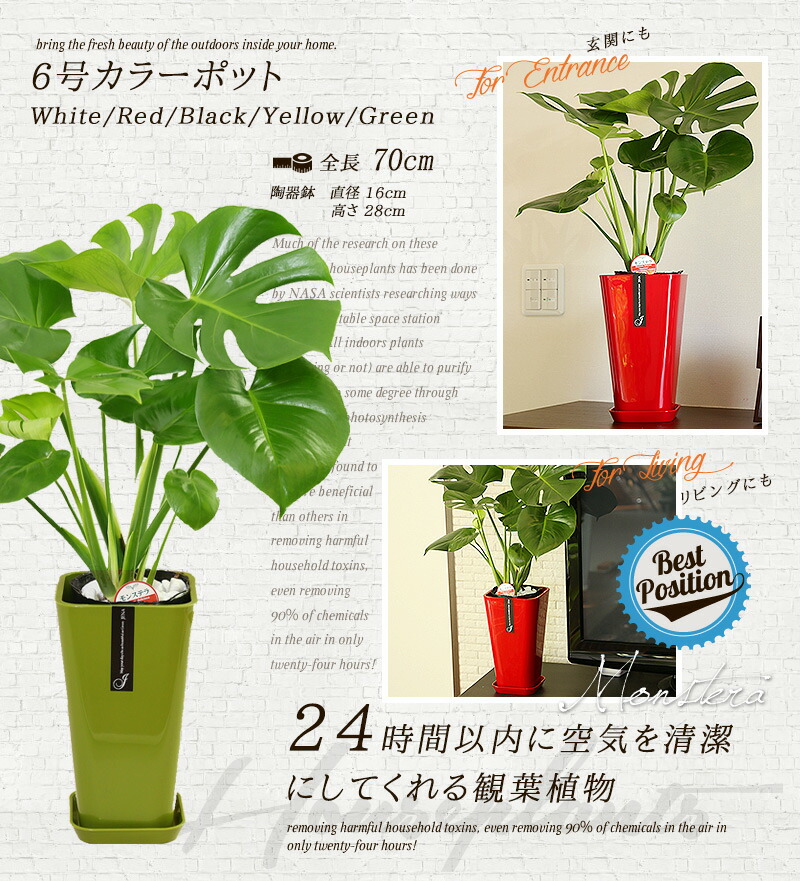 楽天市場】【送料無料】モンステラ(6号/約70cm)モンステラカラーポット