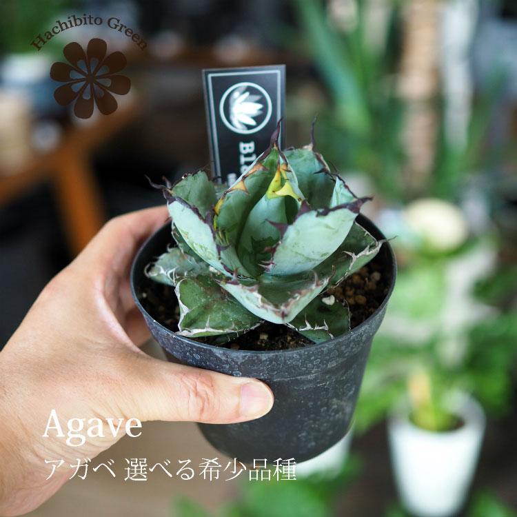 楽天市場】アガベ チタノタの通販