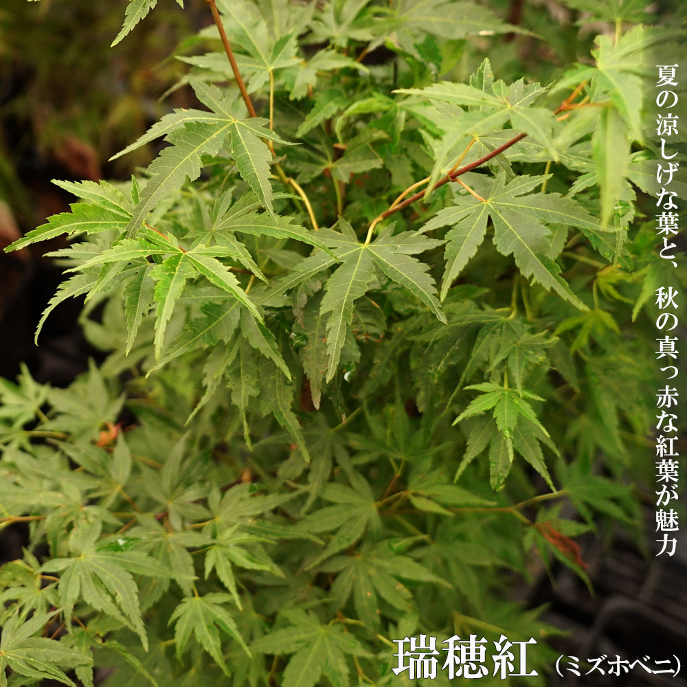 楽天市場】モミジ 【瑞穂紅（ミズホベニ）】 テーブルサイズ 鉢植え