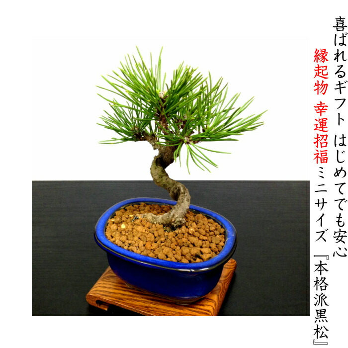 楽天市場】盆栽 松 樹形美 樹齢5年 捻転幹 黒松 ミニ盆栽 Wプレゼント