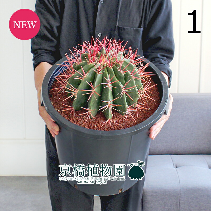 楽天市場】王冠竜 オウカンリュウ サボテン フェロカクタス 8号鉢 1鉢