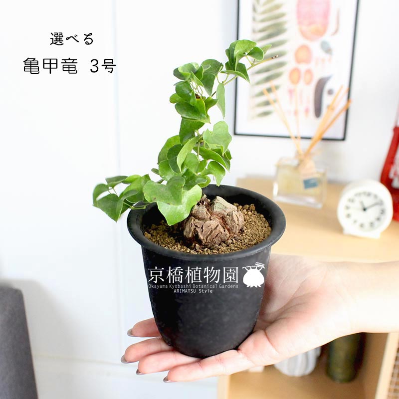 楽天市場】【現品】アフリカ亀甲竜 3号 黒鉢（36〜40）【選べる観葉