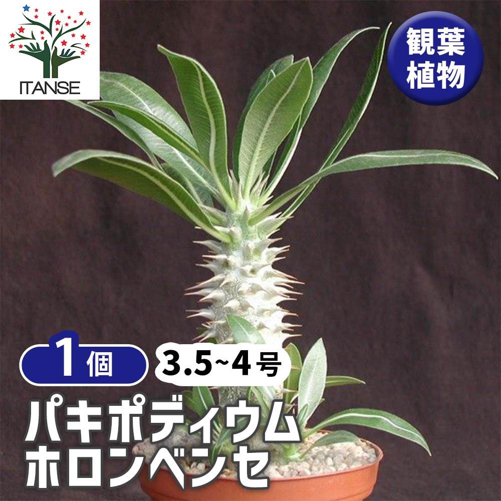楽天市場】パキポディウム アンボンゲンセの通販