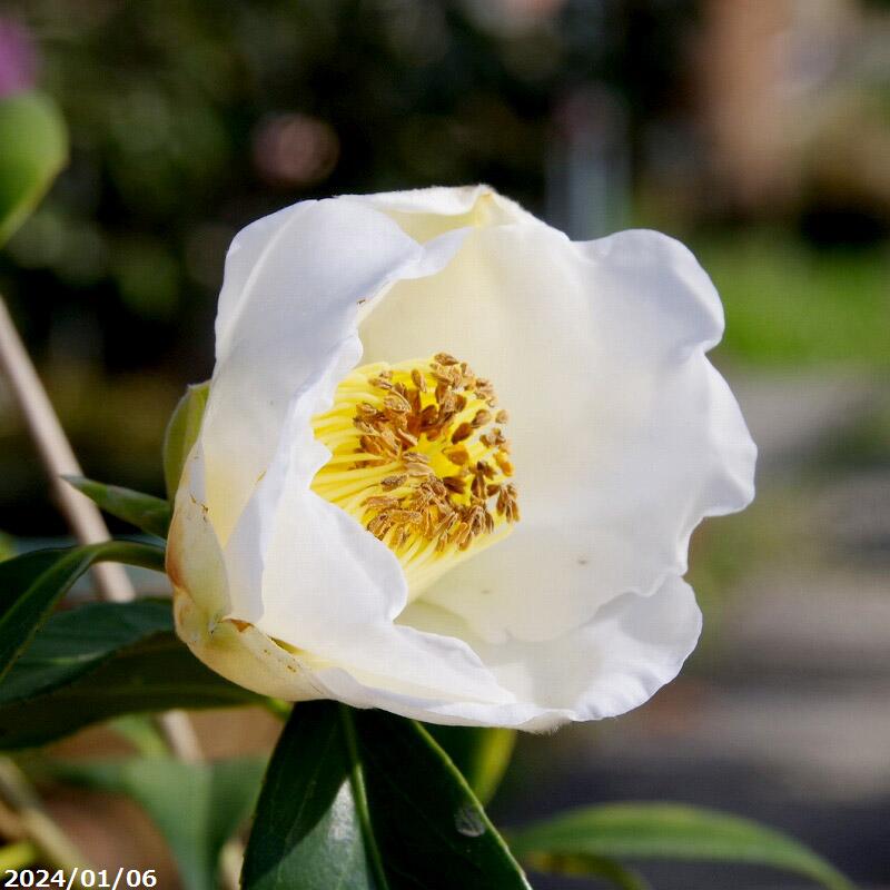 楽天市場】椿 苗 白西王母(B) 3年生挿木苗 4号（長期化成肥料付）【半