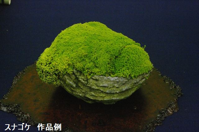 楽天市場】【京の苔】スナゴケ 10枚 大トレー (サイズ:59cm×39cm