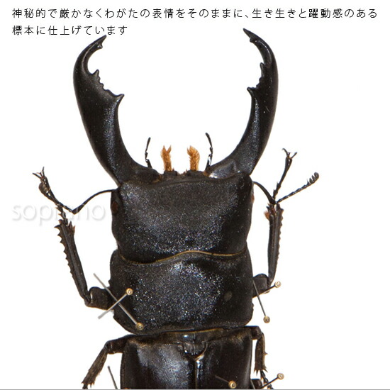 楽天市場】昆虫標本 オオヒラタクワガタ メタリック調ライトフレーム