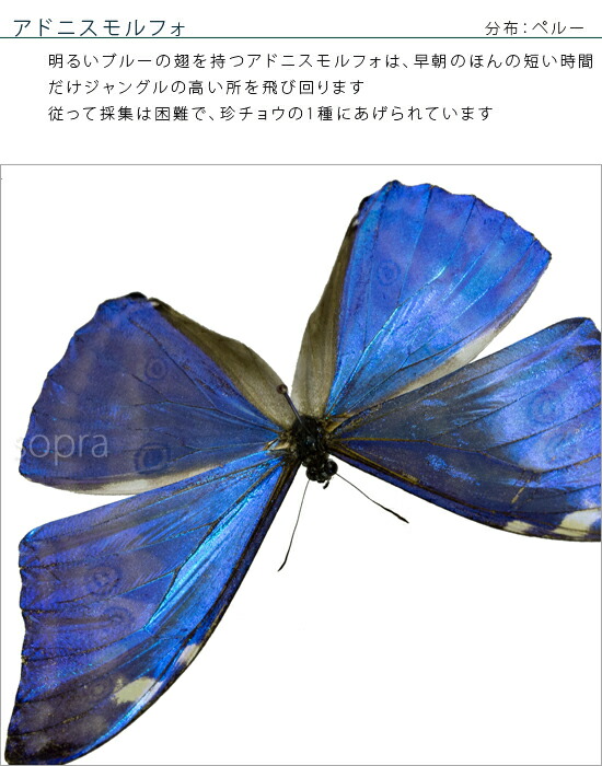 楽天市場】昆虫標本 蝶の標本 アドニスモルフォ メタリック調ライト