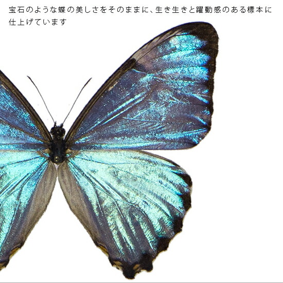 楽天市場】昆虫標本 蝶の標本 ポルティスモルフォ メタリック調ライト