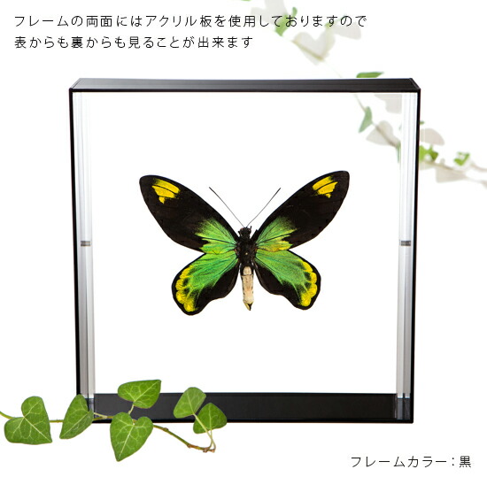 楽天市場】昆虫標本 蝶の標本 ビクトリアトリバネアゲハ アクリル