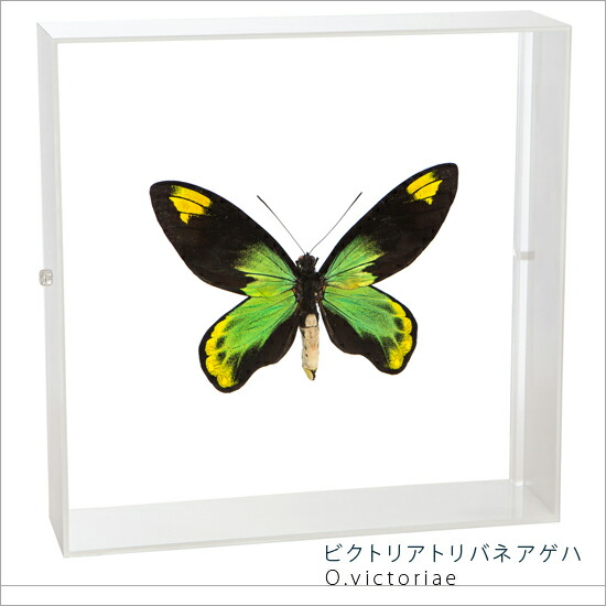 楽天市場】昆虫標本 蝶の標本 ビクトリアトリバネアゲハ アクリル