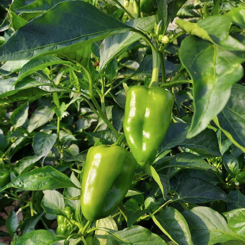 楽天市場】【9月3日水曜日発送予定】ピ−マン 訳あり ピーマン 限定