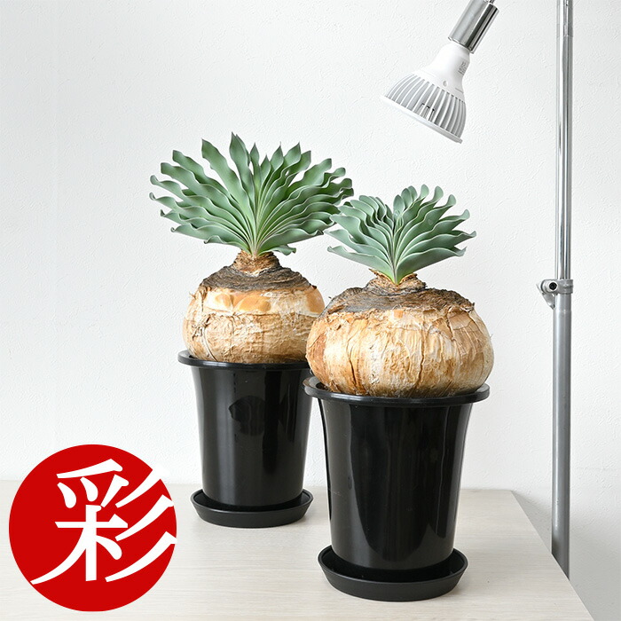 楽天市場】【6日までポイント3倍】観葉植物 本物 現品 希少 ブーファン