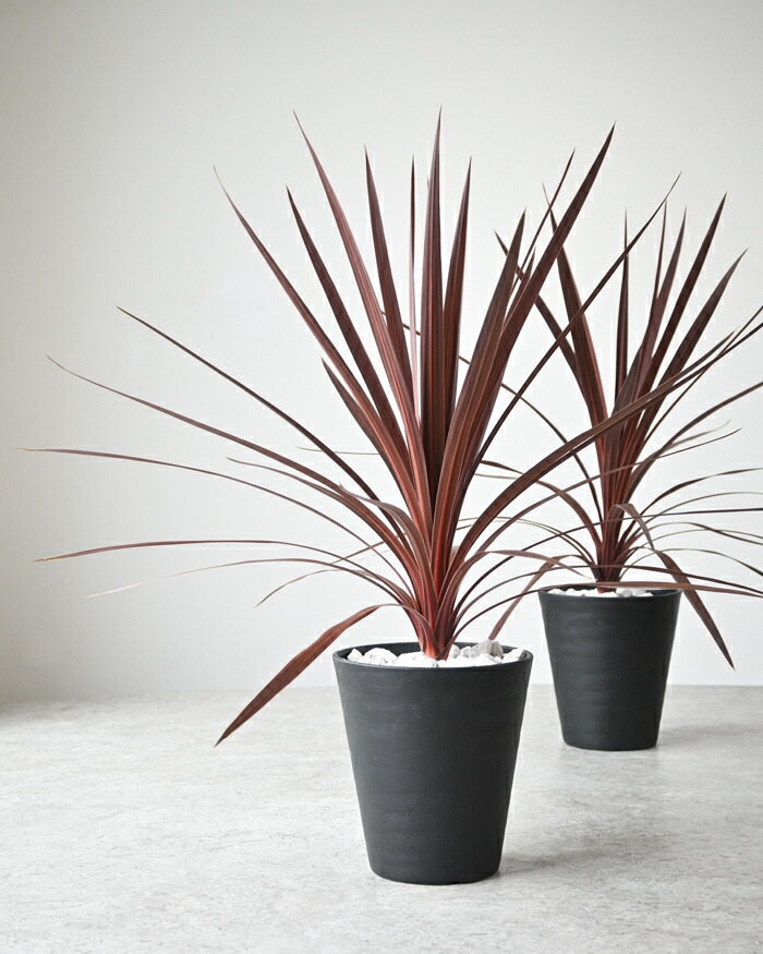 楽天市場】【6日までポイント3倍】【屋外用】観葉植物 コルジリネ