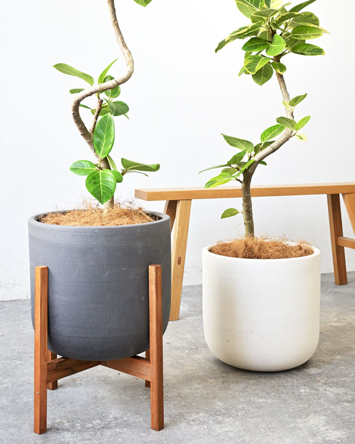 楽天市場】【土日限定最大7%引クーポン配布中】観葉植物 フィカス