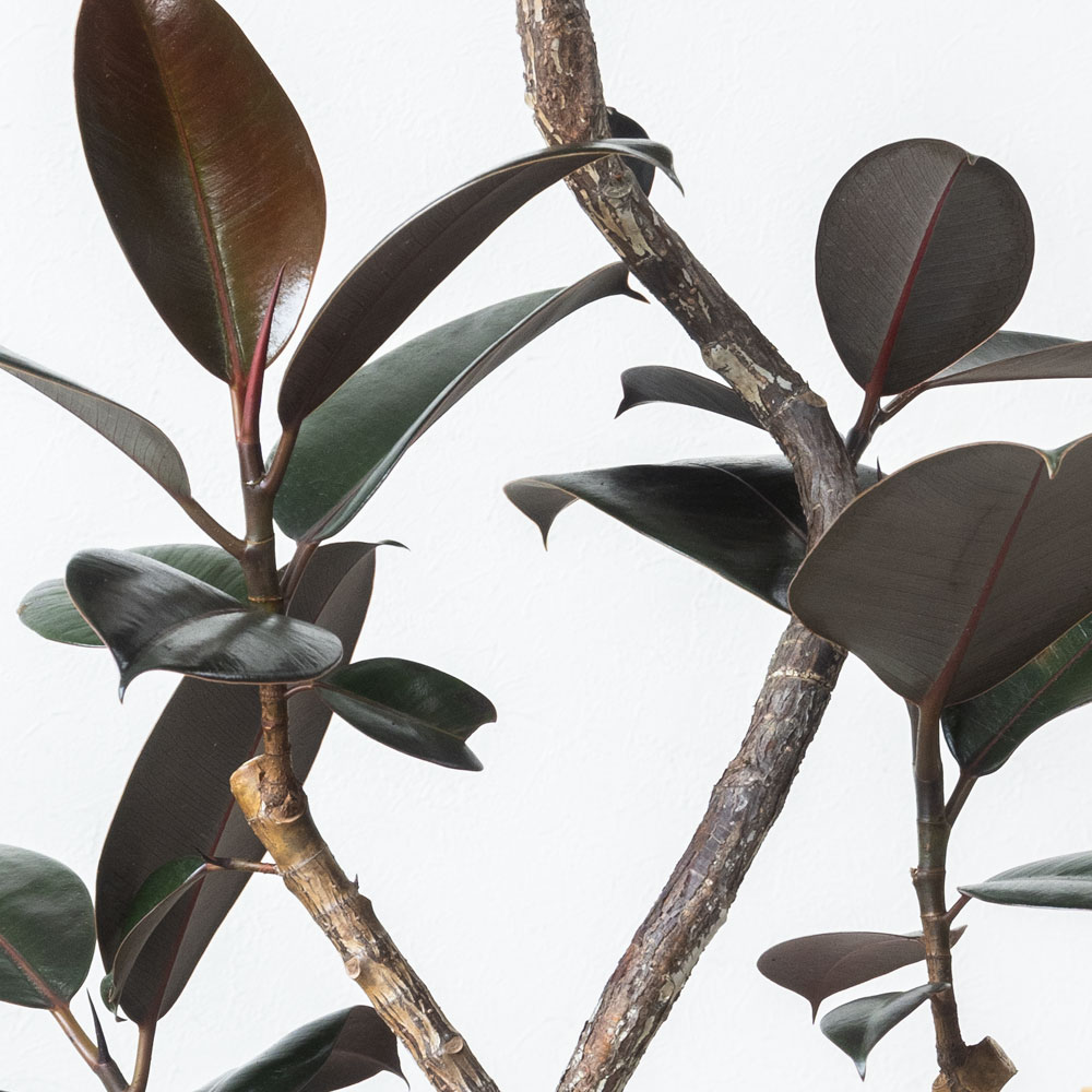 楽天市場】【6日までポイント3倍】観葉植物 フィカス・バーガンディ 7