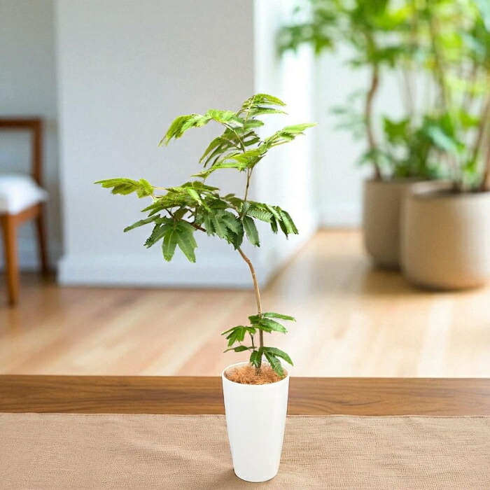 楽天市場】【土日限定最大7%引クーポン配布中】観葉植物