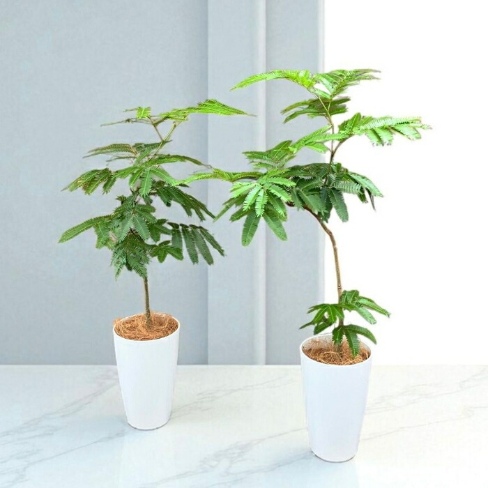 楽天市場】【土日限定最大7%引クーポン配布中】観葉植物