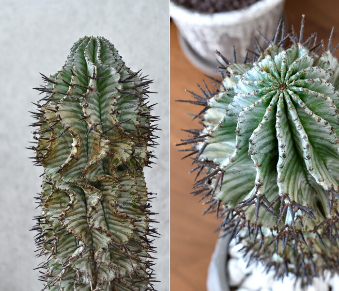 楽天市場】【土日限定ポイント2倍】現品 観葉植物 本物 人気の多肉植物