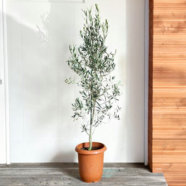 楽天市場】観葉植物 大型 オリーブ 10号鉢 法人様送料無料 庭木 鉢植え