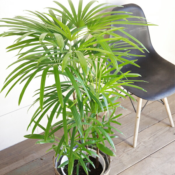 楽天市場】棕櫚竹 シュロチク 8号 鉢カバー付き 送料無料 寒さに強い