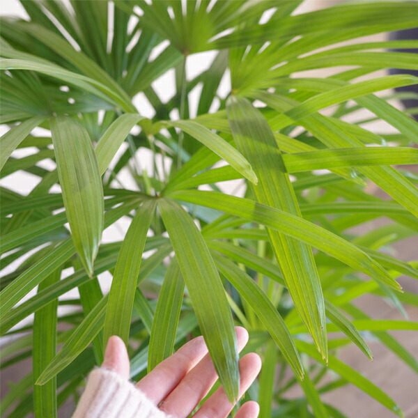 楽天市場】棕櫚竹 シュロチク 8号 鉢カバー付き 送料無料 寒さに強い