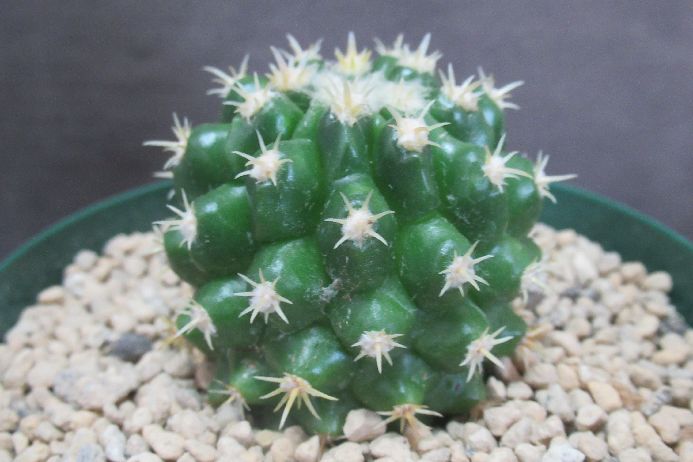 楽天市場】白鯱 サボテンの通販