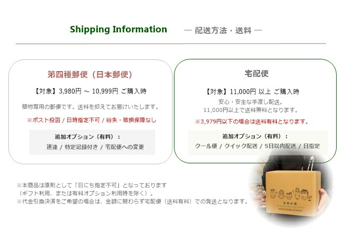 楽天市場】多肉植物 Mサイズ苗名前付き10個セット 多肉植物根付苗
