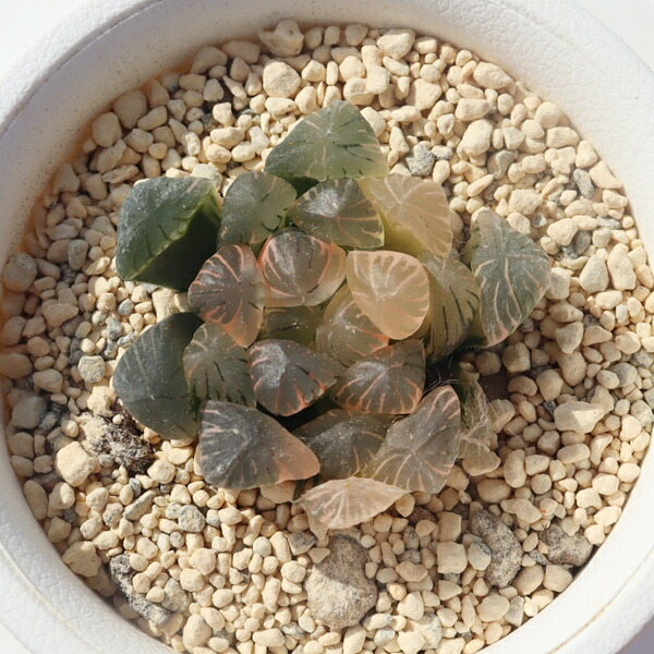 楽天市場】氷灯オブツーサ錦 ハオルチア haworthia obtusa f
