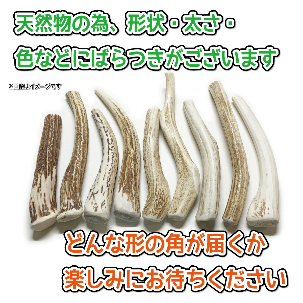 楽天市場】中型犬用 蝦夷鹿の角 『鹿角さん』 割っていないタイプ 1本