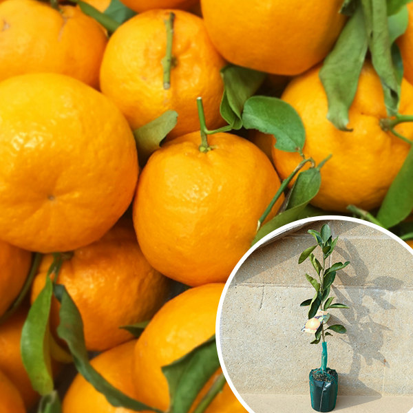 楽天市場】果樹苗 柑橘類 苗木 ポンカン (ポンカンオレンジ) 4.5号
