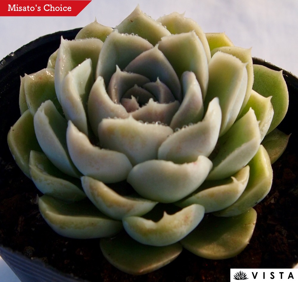 楽天市場】ボンボン エケベリア属 多肉植物 9cmポット観葉植物 雑貨