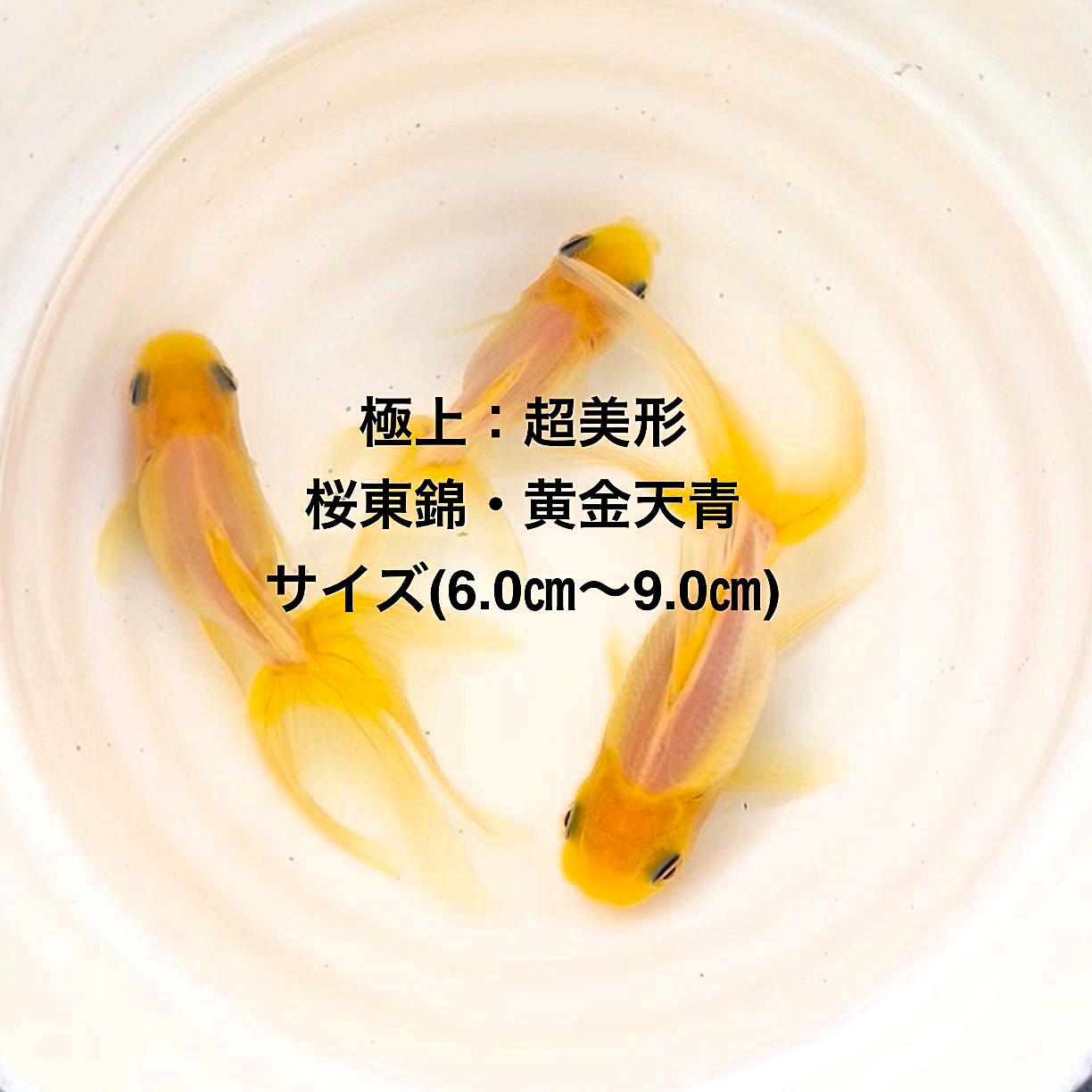 楽天市場 | まこっぺめだかランド楽天市場店 - メダカ 水草等を扱っ