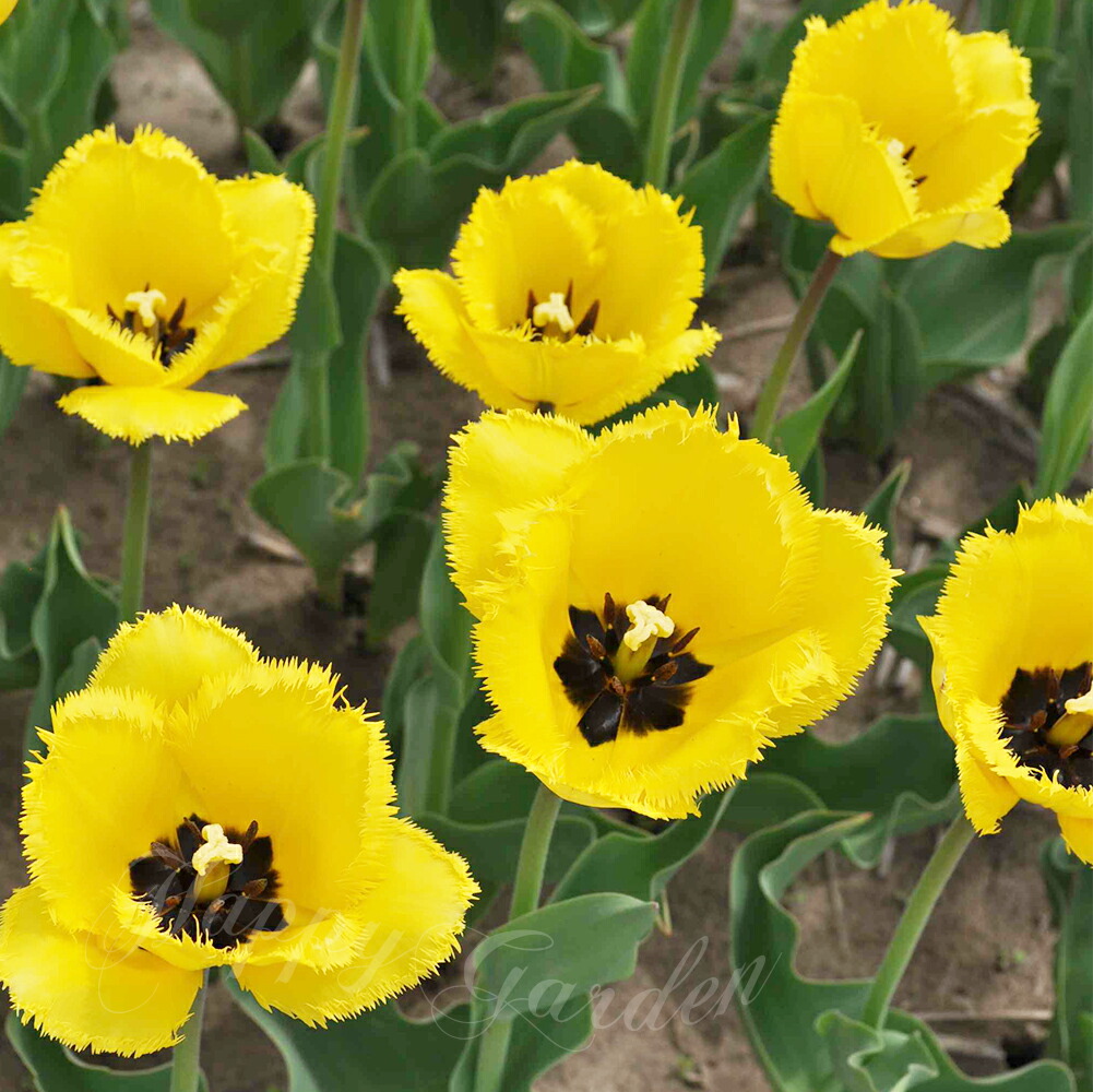 楽天市場】球根 花 秋植え球根 変わり咲きフリンジ咲き 黄花