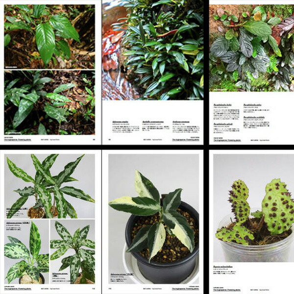 楽天市場】本：MIST LOVERS -Rainforest Plants-*資材 : 遊恵盆栽 楽天