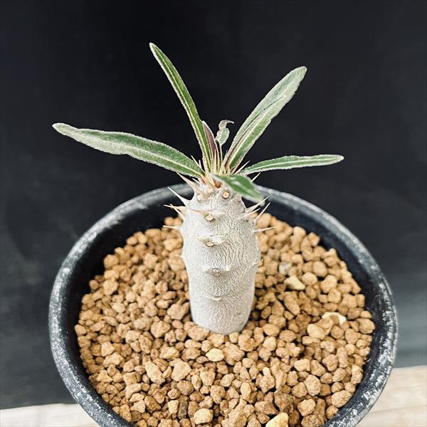 楽天市場】コーデックス：パキポディウム グラキリス 実生*L 塊根幅