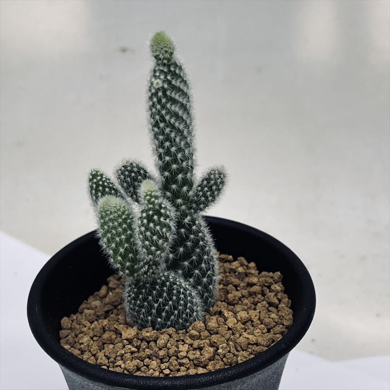 楽天市場】ウチワサボテン：バニーカクタス 象牙団扇*幅3cm : 遊恵