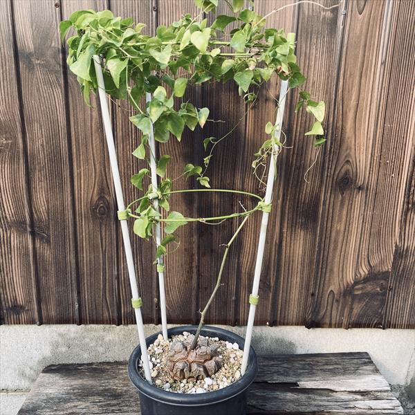 楽天市場】コーデックス：アフリカ亀甲竜*塊根幅7cm 現品！一品限り