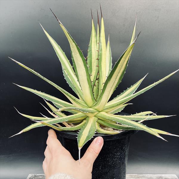 楽天市場】多肉植物：アガベ ホリダ錦*幅33cm 現品！一品限り : 遊恵