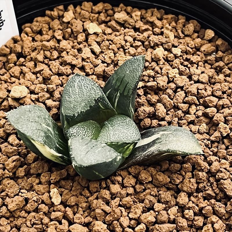 楽天市場】多肉植物：ハオルチア コレクタ錦×ジュピター コレクタ錦