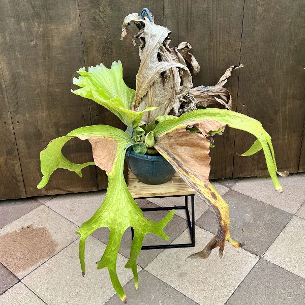楽天市場】おしゃれ 観葉植物：ビカクシダ コウモリラン スパーバム
