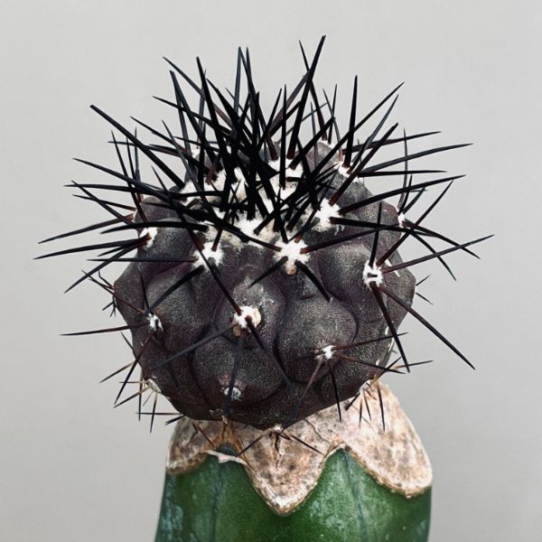 楽天市場】サボテン：コピアポア 黒王丸 ツギ*幅3.5cm 現品！一品限り