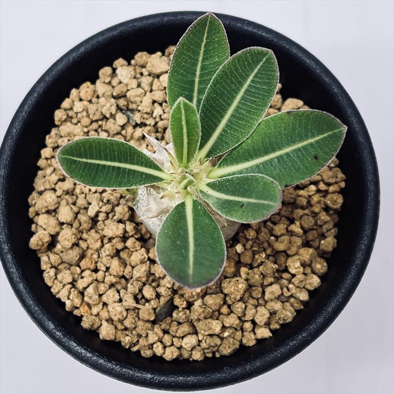 楽天市場】コーデックス：パキポディウム ブレビカリックス 実生*M