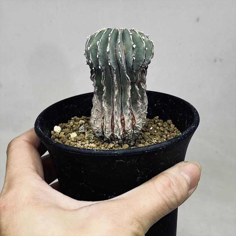 楽天市場】サボテン：ゲオヒントニア メキシカーナ 実生*幅4cm 現品