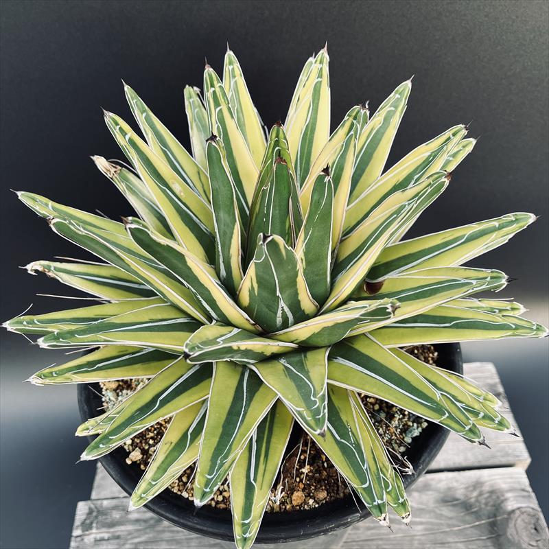 楽天市場】多肉植物：アガベ 笹の雪錦 覆輪*幅28cm 現品！一品限り