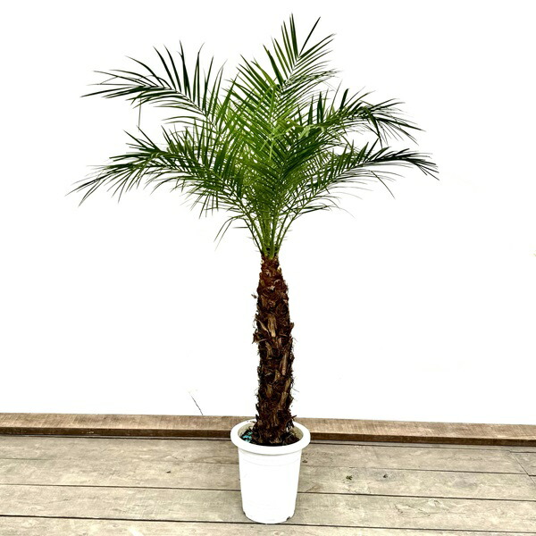 楽天市場】おしゃれ 観葉植物：ロベヤシ*フェニックスロベレニー