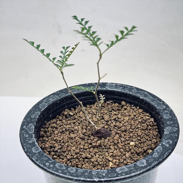 楽天市場】コーデックス：オペルクリカリア パキプス 根挿し*葉幅8.5