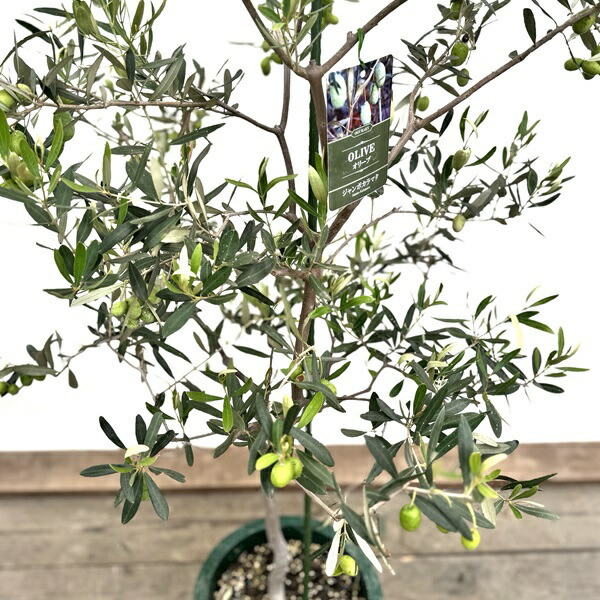 楽天市場】シンボルツリー 観葉植物：オリーブの木 ジャンボカラマタ