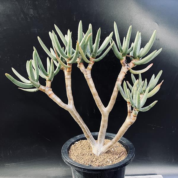 楽天市場】多肉植物：アロエ ラモシシマ*幅36cm 現品！一品限り