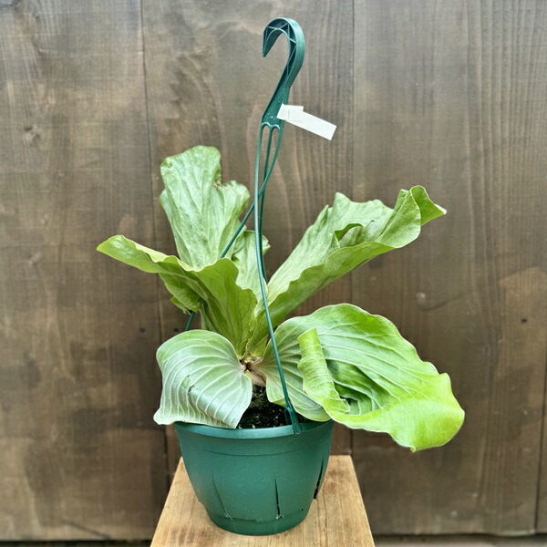 楽天市場】観葉植物：ビカクシダ コウモリラン エレファントティス*7号