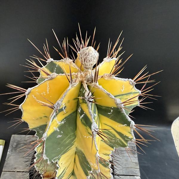 楽天市場】☆特価☆サボテン：アストロフィツム 般若錦*幅15cm 現品